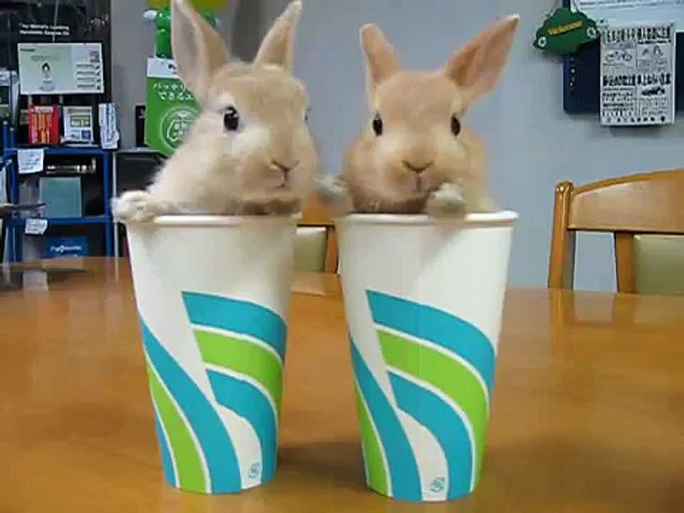 2 Rabbits 2 Cups コップにはいった子うさぎ　漫才編