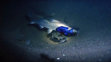 Kedi balığının müthiş zamanlaması