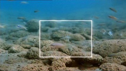 Hannibal Katil Ciklet