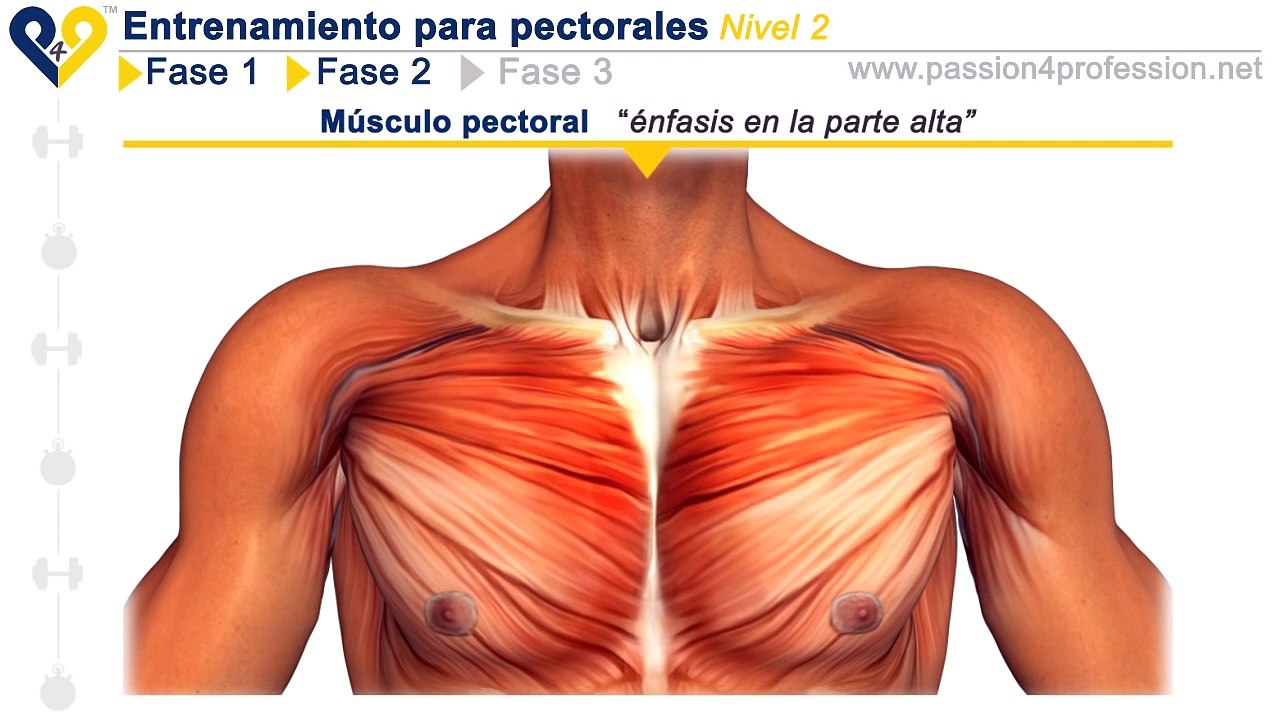 Entrenamiento pectorales Nivel 2