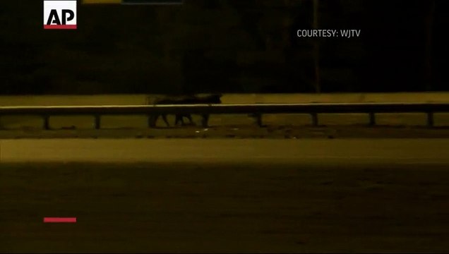 Police Follows Cows on Mississippi Highway