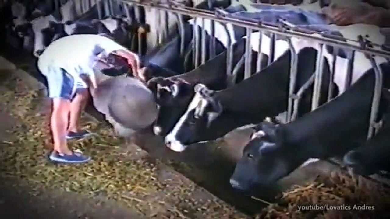 Smart cows