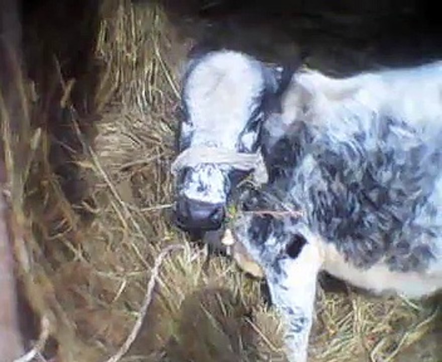 cow video...