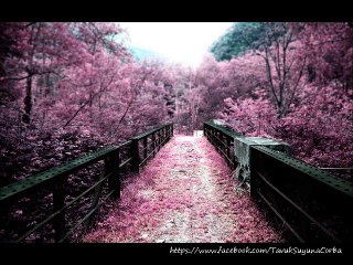Sokakta dayanılmaz bir çimen kokusu....