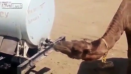 Smart Camel - Chameau intelligent