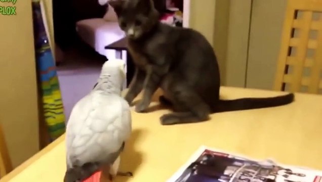 Попугаи достают котов! Веселая подборка!