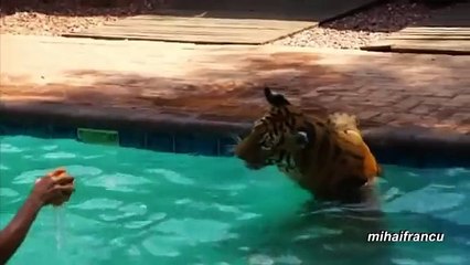 Animals on Vacation Compilation