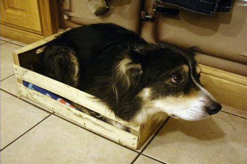 I found the box my dog used to sleep in as a rescue puppy