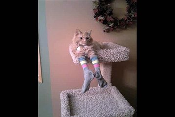 So I was folding my daughter's clothes next to the cat & couldn't help myself