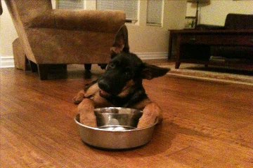 I have food behind the camera :) Don't worry I delivered since he did