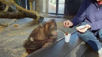 Yapılan şakayı anlayan ve gülmekten yerlere yatan sevimli maymun.. %)))