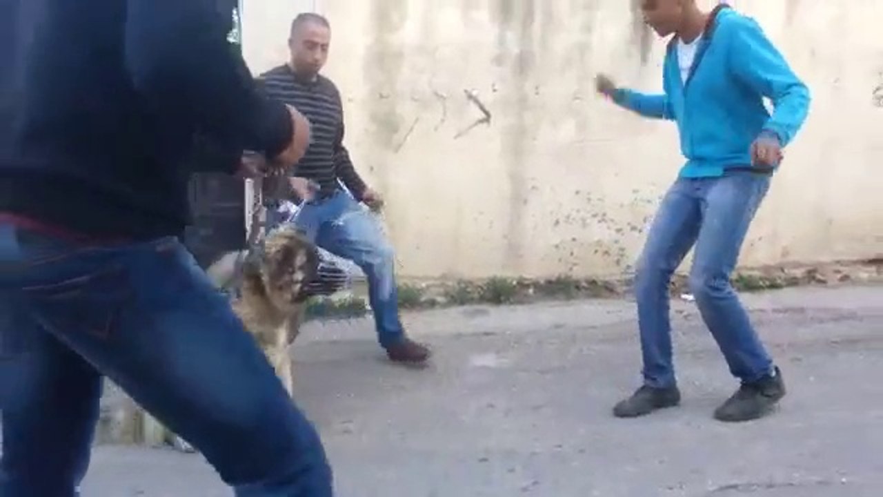 Top 10 Chiens  berger Les Plus Fort Phisiquement du monde HD