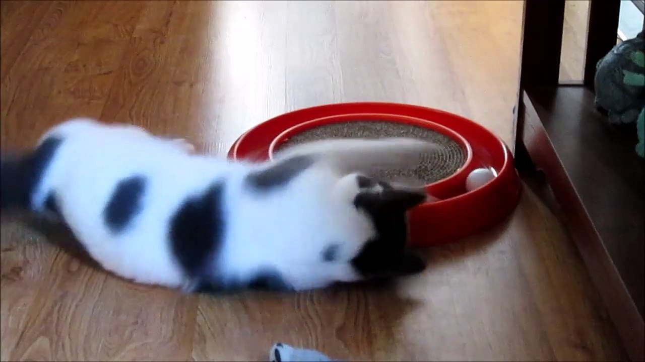 Paws and the Track Toy