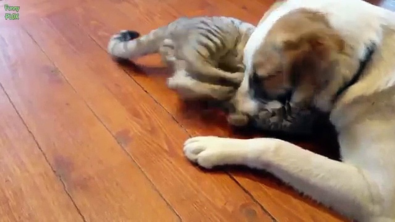 Top 10 Funny Cat Videos 2015
