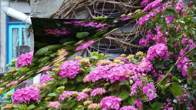 Bretagne 2012 fleurs baby flowers france roses nature free liberty