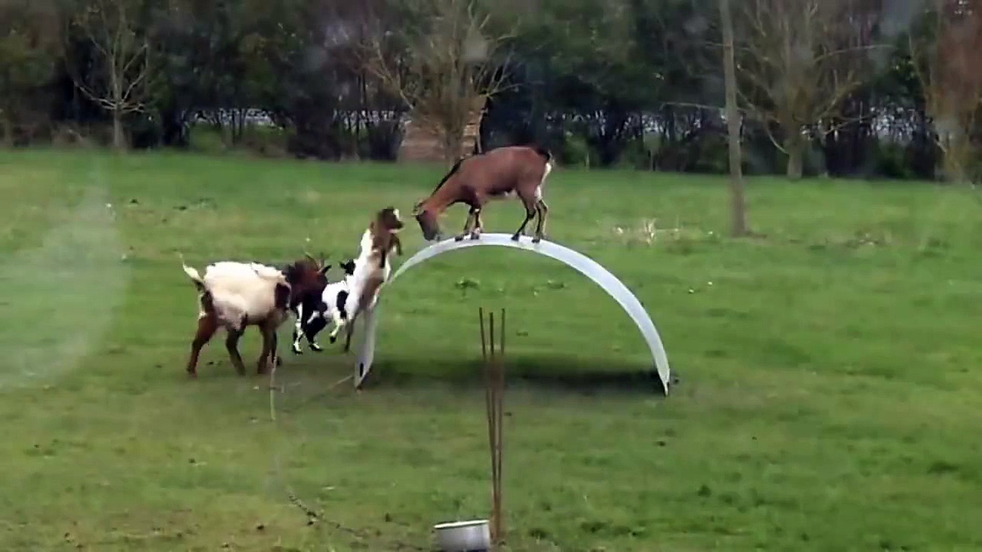 ⁣Thrilling game of goats