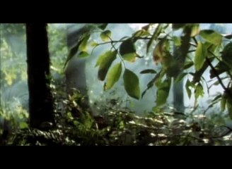 The CURE Into the Trees (ORIGINAL of A FOREST)