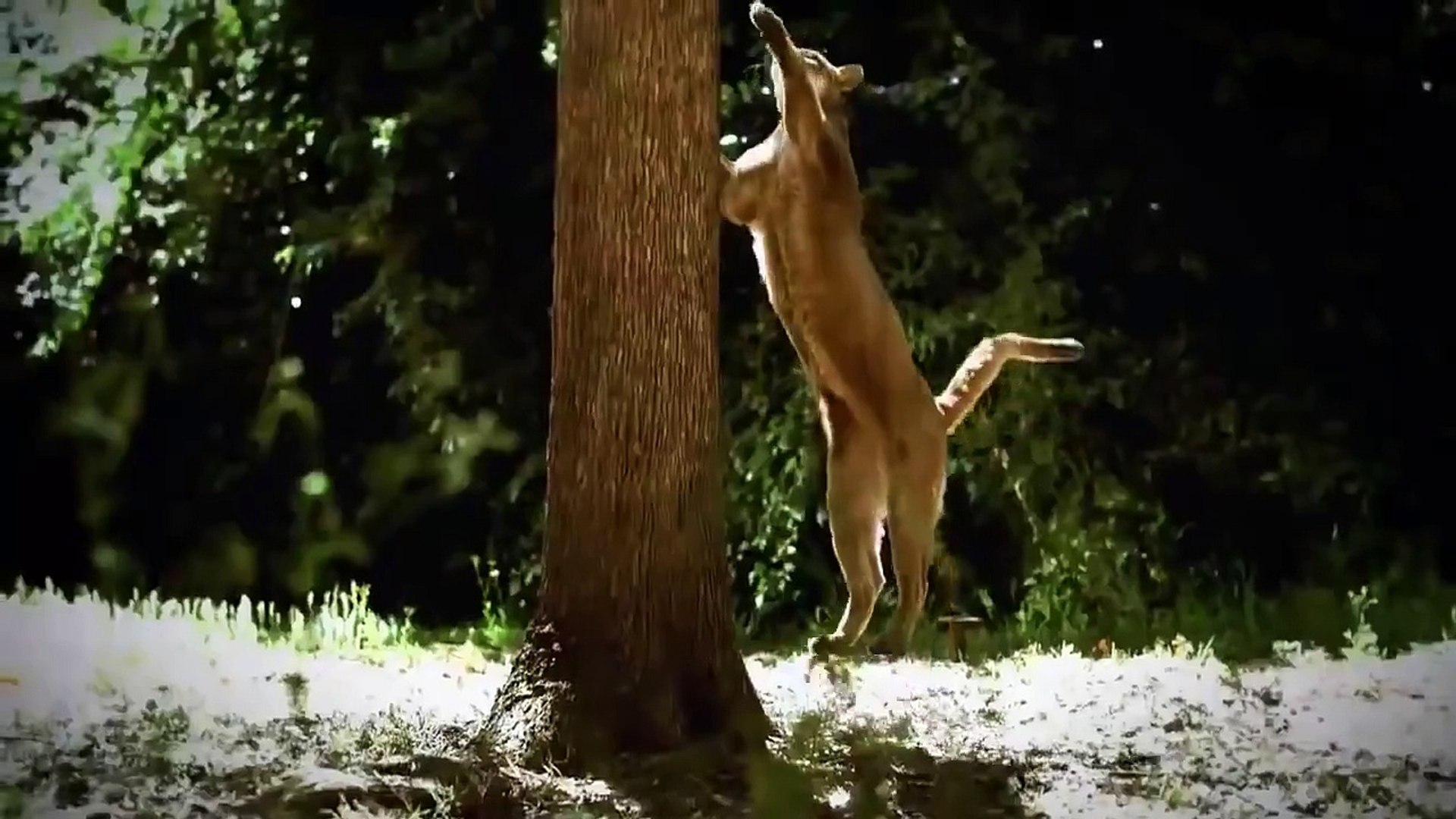 ⁣The Rise of Black Wolf   Animal Planet documentary Discovery wild animals HD