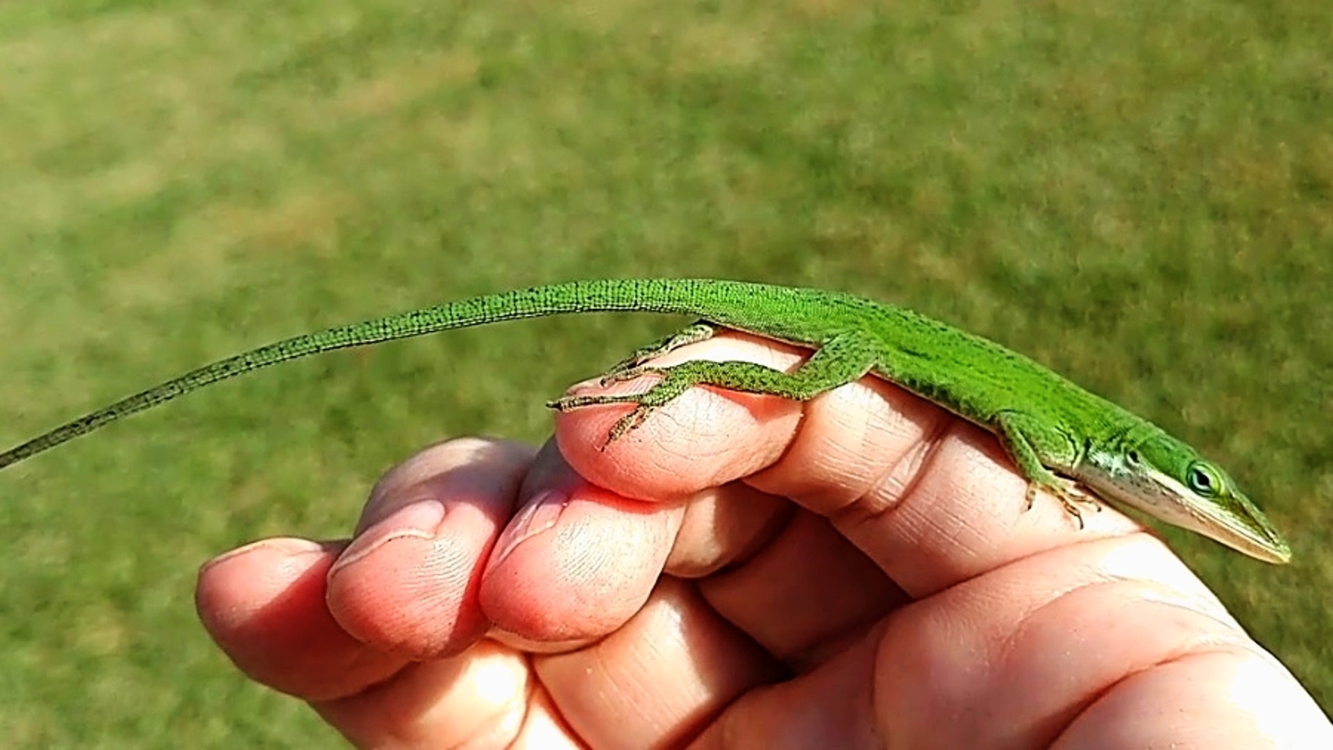 ⁣Friendly Green Anole Lizard