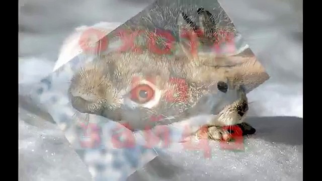 ПРИКОЛ ! охота на зайца