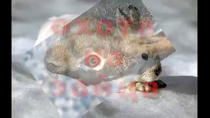 ПРИКОЛ !  охота на зайца
