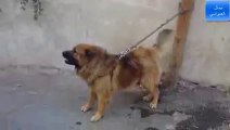 الكلب القوقازي تايجر ضد الافعى سوزي مع جمال العمواسي