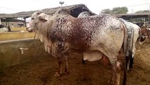 Cow Qurbani Karachi cow mandi 2015