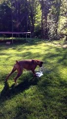 So cute puppy dog playing with water! Adorable animal...