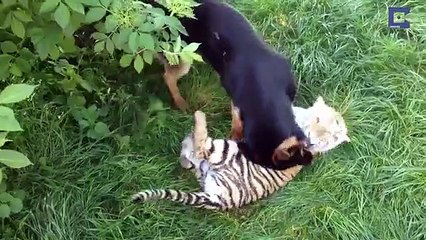 Le berger allemand se dirige vers ce tigre... Sa réaction est incroyable