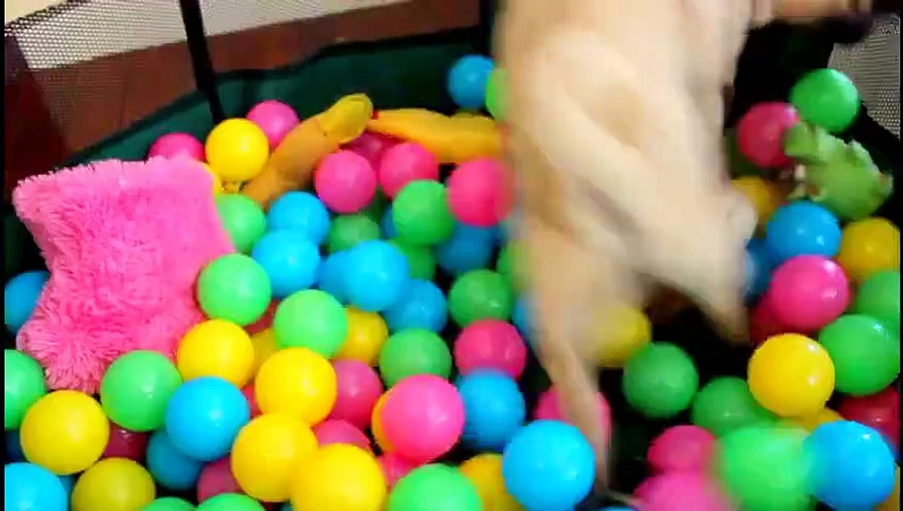 Pug Goes Crazy In Ball Pit