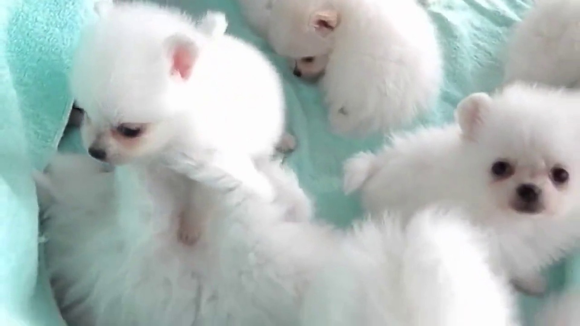 ⁣So adorable puppies : american eskimo puppy dogs