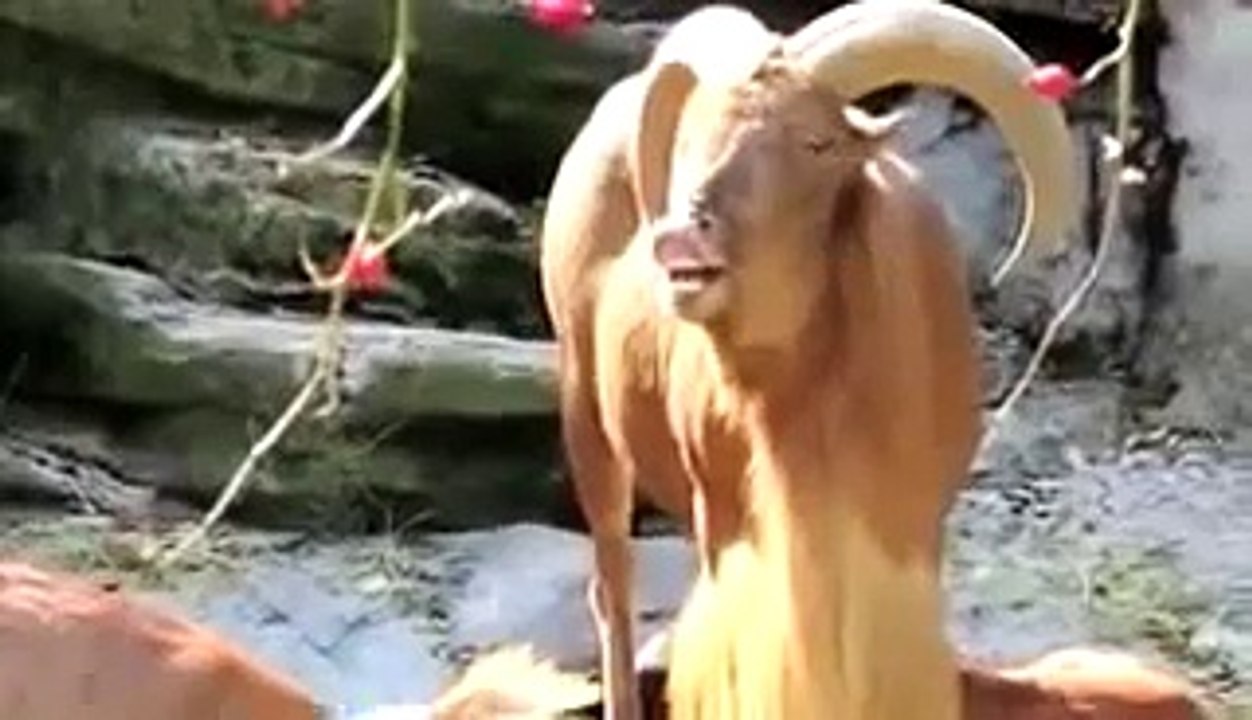 Funny video selection 2015