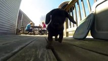 Close Up Of Dachshund Puppies Running Is Adorable