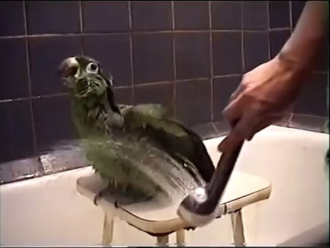 Попугай Амазон любит мыться под душем!
