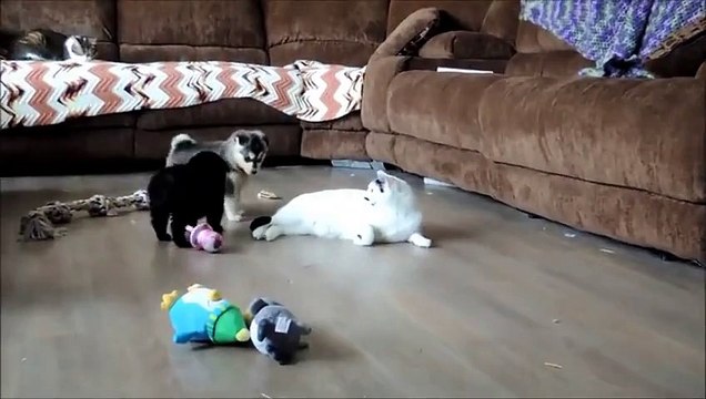 Curious Puppies Adorably Investigate Patient Cat