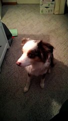 Dog Adorably Fails At Siren Howl