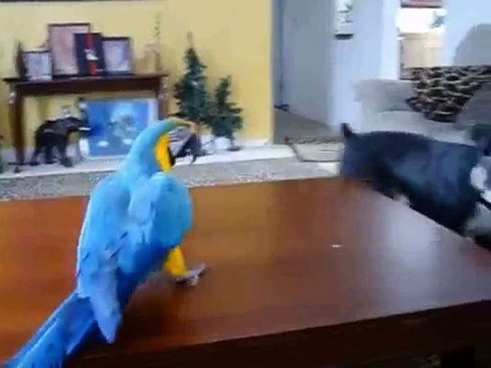 Попугай ара  играет с собакой