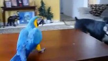 Попугай ара  играет с собакой