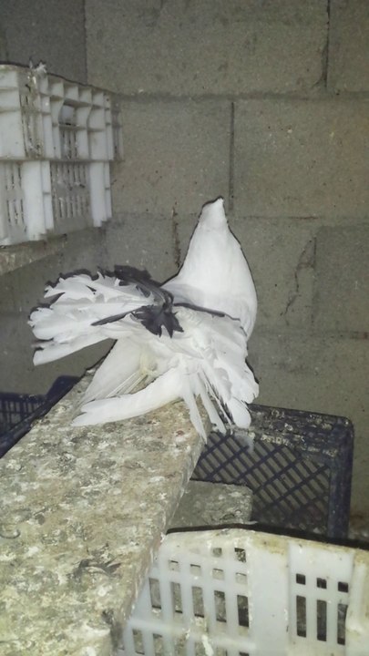 mes blancs