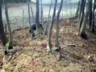 Böyle köpek oldukdan sonra silaha ne gerek var. SesliChat-SESLiVAYBE