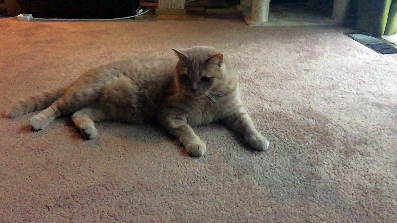 cat
