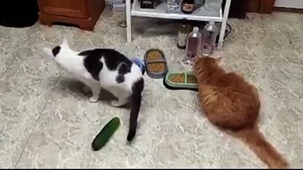 First Top Funny cats 2015 - 2016 - crazy cats- Challenge not to laugh