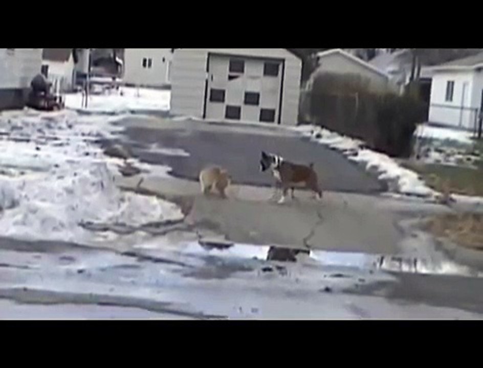 The Cat hit a dog very quickly! HD