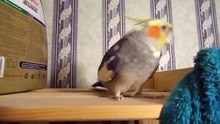 Попугай боевик