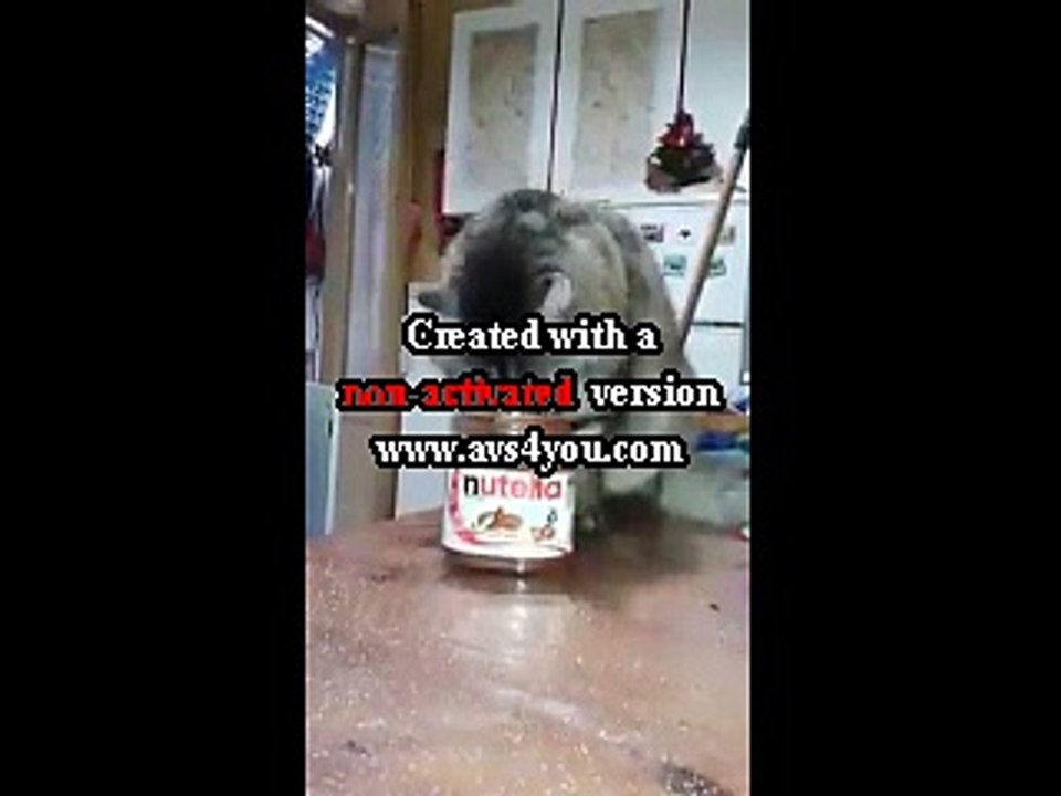 Gatto golosone