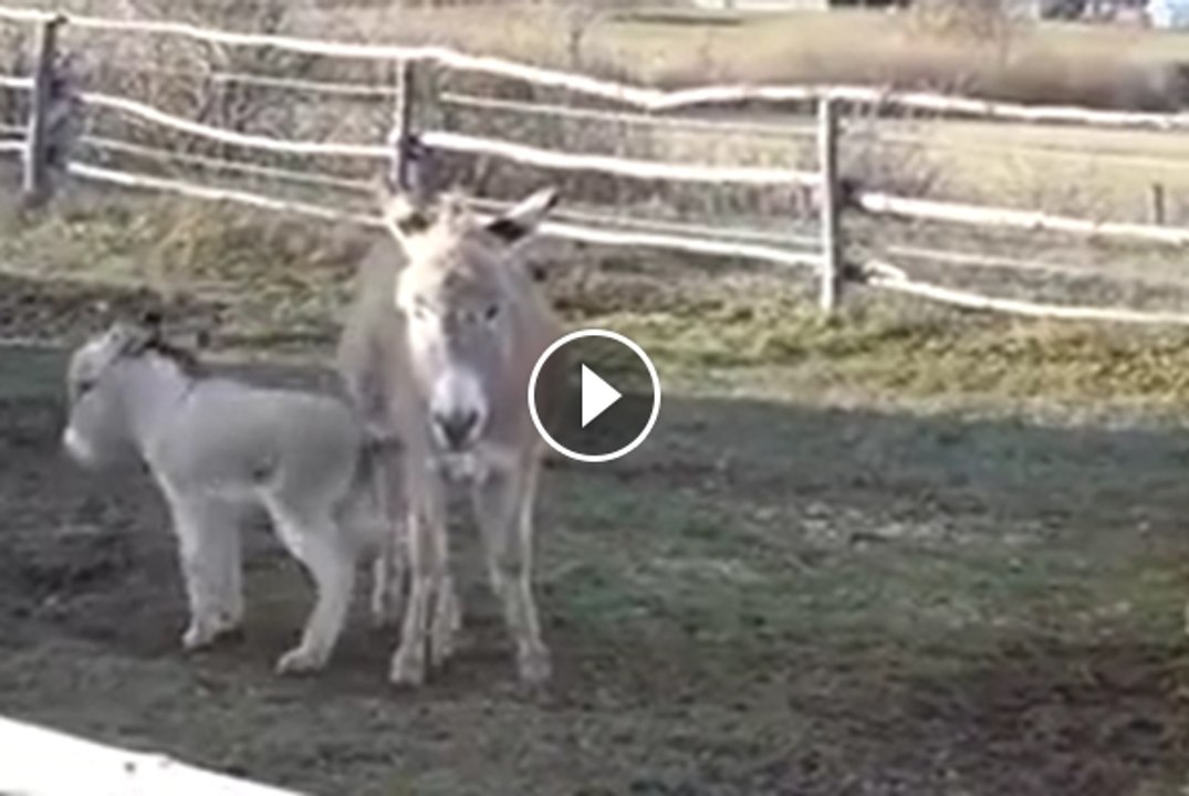 Baby Donkey Wants to Get Mom's Attention