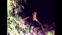 14 real hybrid alien creatures caught on tape, we are not alone - June 2015