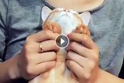 This Kitten Loves Getting its Paws Massaged