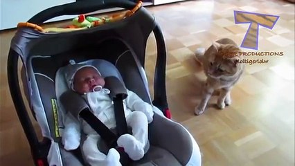 Cats and dogs react to babies - Cute animal