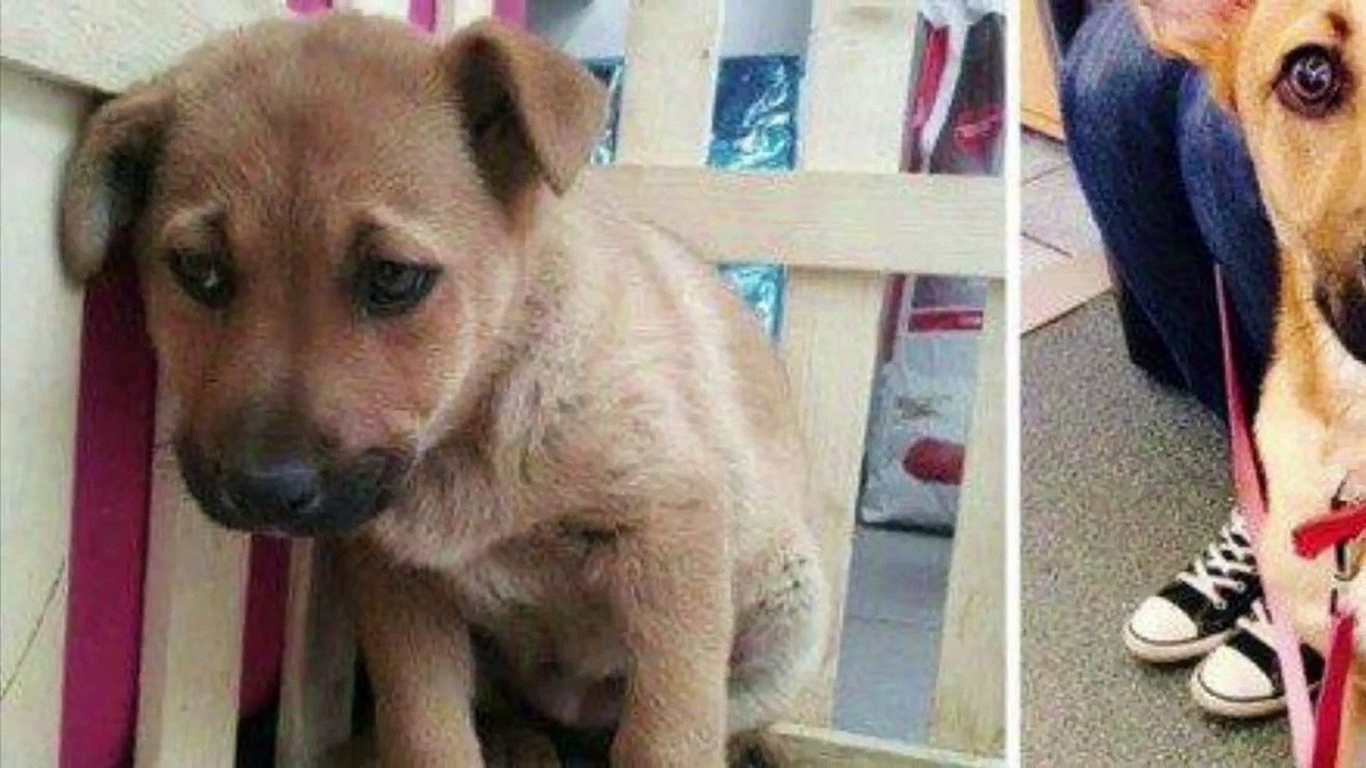 ⁣Как выглядят животные до и после приюта